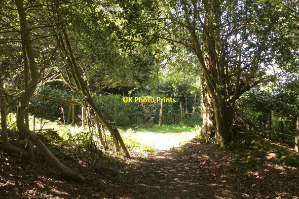 Photo 6"x4" Bridleway in sunlight Heathfield\/TQ5630 c2018