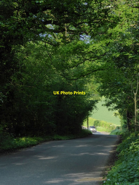 Photo 6"x4" Road through woodland, Boxford Common Hunt's Green\/SU4370 c2018