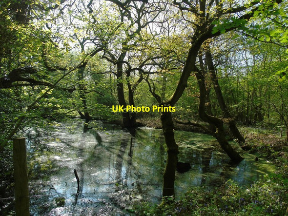 Photo 6"x4" Pond at Old Nun Wood Eathorpe c2018