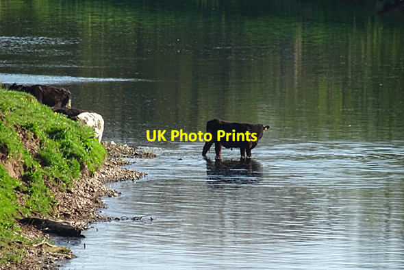 Photo 6"x4" Cattle in the River Eden Carlisle c2018