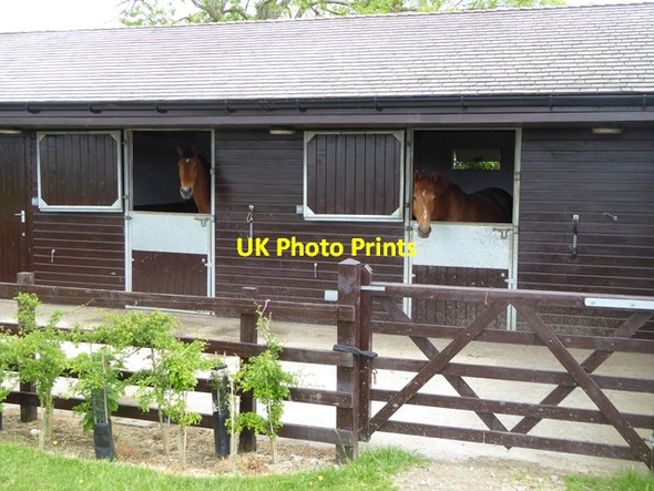 Photo 6"x4" Horses in stable at Lee Lee\/NY9459 c2018