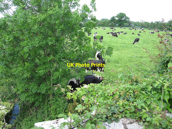 Photo 6"x4" Stream and Cattle Ballinakill c2018