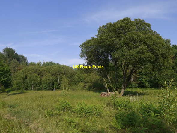 Photo 6"x4" Bentley Wood: the eastern clearing Frenchmoor c2018