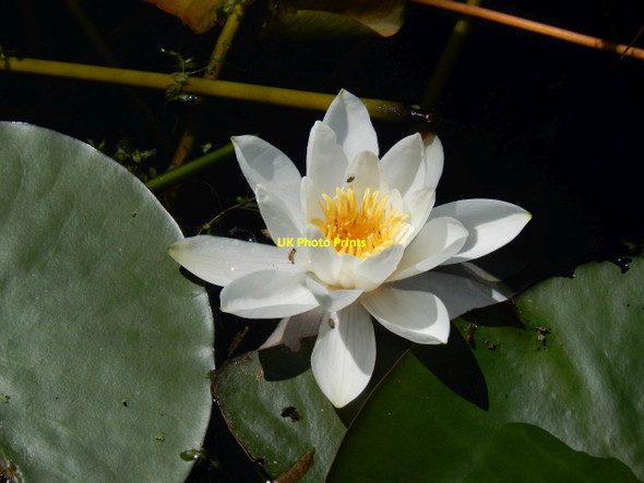 Photo 6"x4" Lily - Bosherston Lily Ponds Bosherston c2018