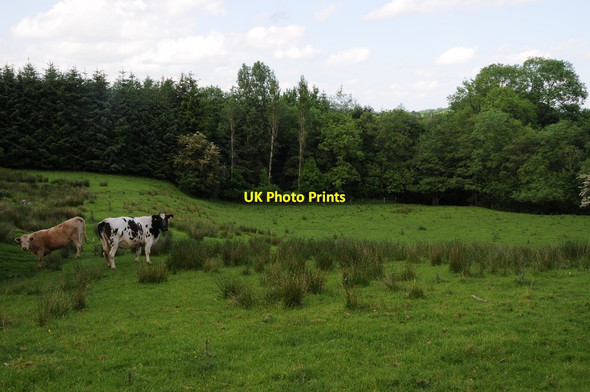 Photo 6"x4" Cattle in a field Adfa c2018