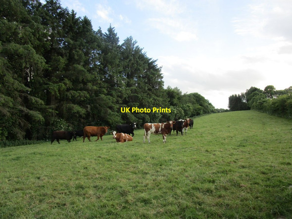 Photo 6"x4" Grazing cattle near Robinstown Glenmore\/S6622 c2018