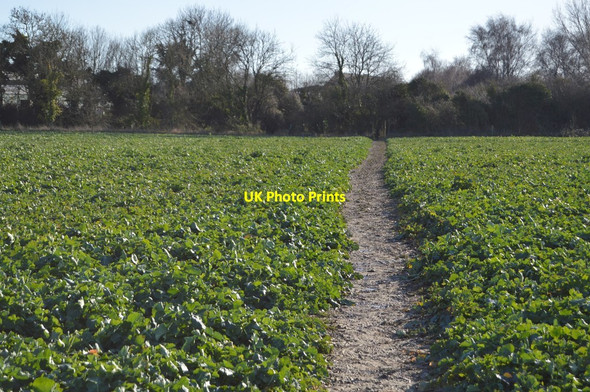 Photo 6"x4" White Cliff Country Trail Finglesham c2018