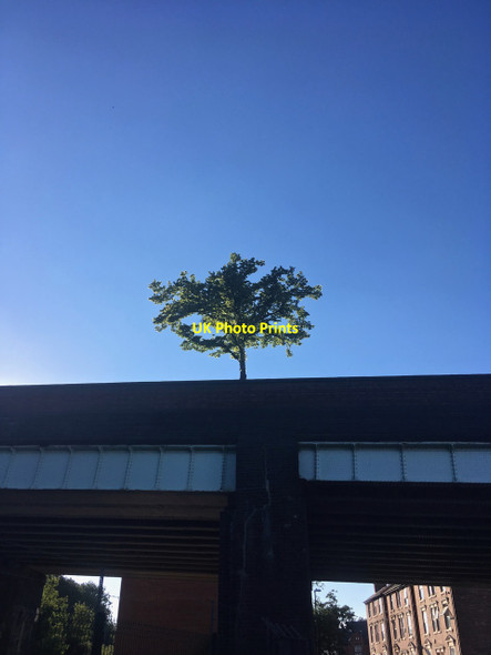Photo 6"x4" Tree on Abbey Bridge Nottingham\/SK5641 c2018