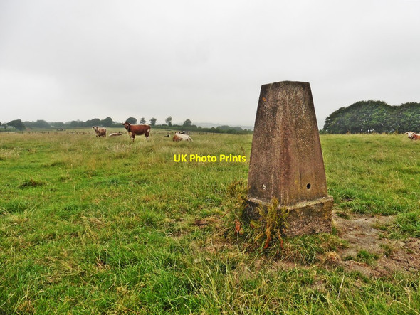 Photo 6"x4" Trig Point near Woodburn Cross Oldways End c2018