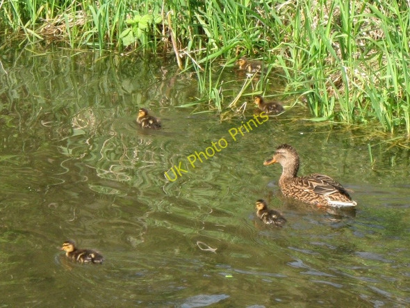 Photo 6"x4" Mallard duck with ducklings on the Wendover Arm Bucklandwharf c2009
