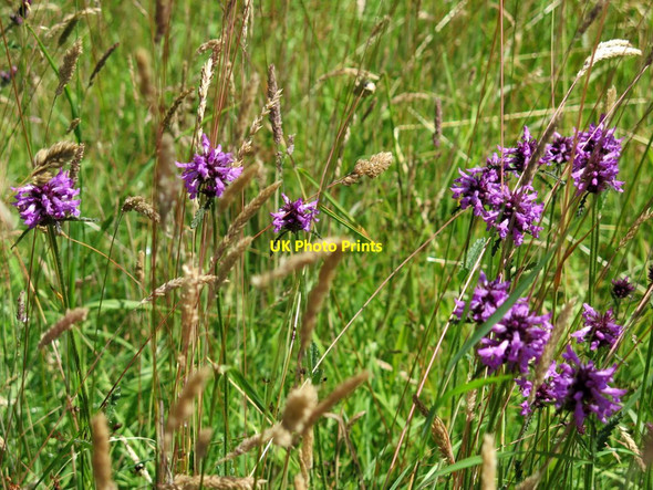 Photo 6"x4" Betony (Betonica officinalis) near Park Village Park Village\/NY6861 c2018