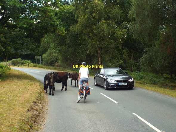 Photo 6"x4" Cattle on the road, Ashdown Forest Duddleswell c2018