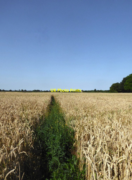 Photo 6"x4" Footpath through a cornfield, July 2018 Brenzett c2018