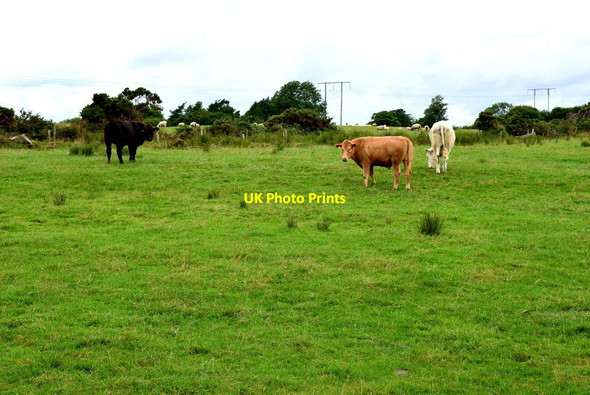 Photo 6"x4" Cattle, Glenknock or Cloghogle Newtownstewart c2018