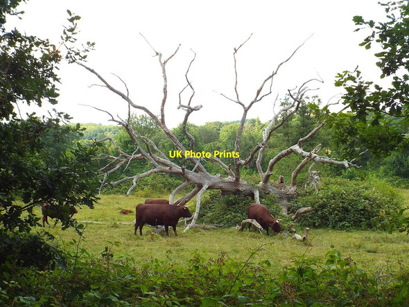 Photo 6"x4" Cattle grazing, Forest Row Forest Row c2018