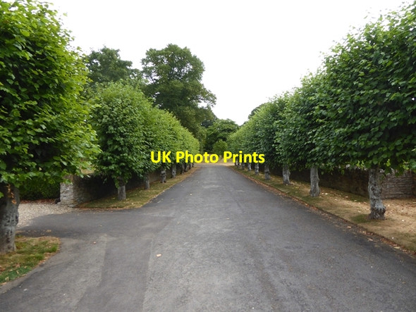Photo 6"x4" Avenue of lime trees at Lytes Cary Manor Cary Fitzpaine c2018