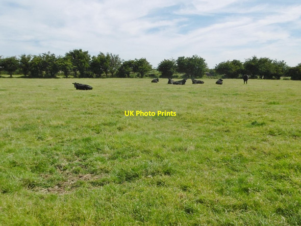 Photo 6"x4" Mullaghboy, cattle grazing Ballylumford c2018