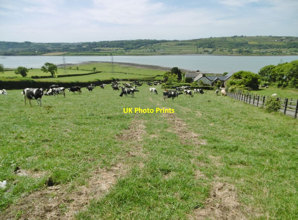 Photo 6"x4" Ballykeel, cattle grazing Ballycarry c2018