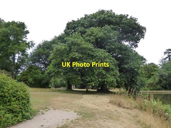 Photo 6"x4" Oak tree beside the Great Pond, Forde Abbey Chard Junction c2018