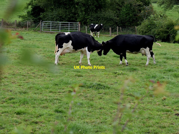 Photo 6"x4" Head-butting cattle, Letfern Seskinore c2018