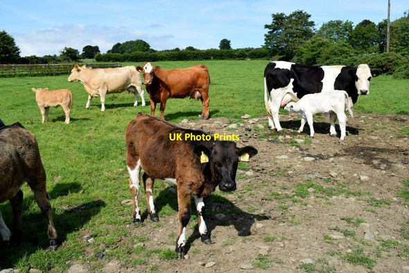 Photo 6"x4" Cattle, Ballylennan Scott Castlederg c2018