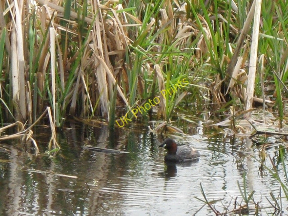 Photo 6"x4" Dabchick (AKA Little Grebe) on the Wendover Arm of the Grand Union Canal Wendover c2009
