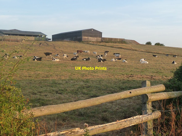 Photo 6"x4" Cattle at sunset, Holt Hall Farm Holt Hill\/SK1226 c2018