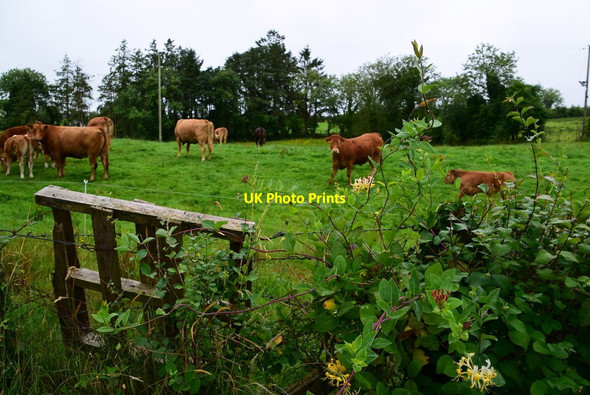 Photo 6"x4" Cattle, Eskragh Garvaghy c2018