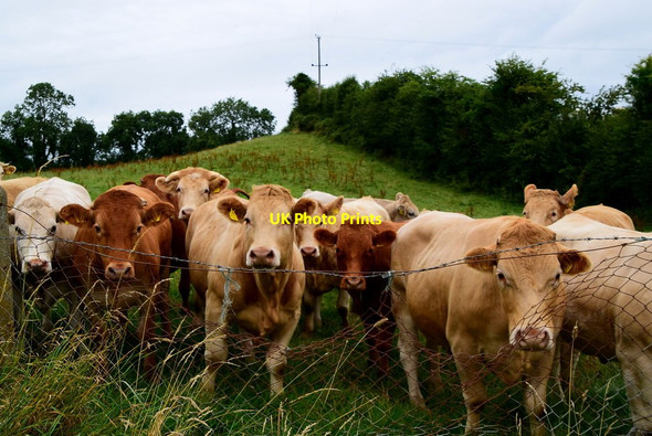 Photo 6"x4" Cattle, Eskragh (1) Seskinore c2018