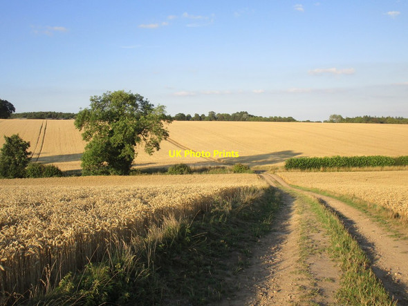 Photo 6"x4" Bridleway to Cattle Lane Potterton\/SE4038 c2018