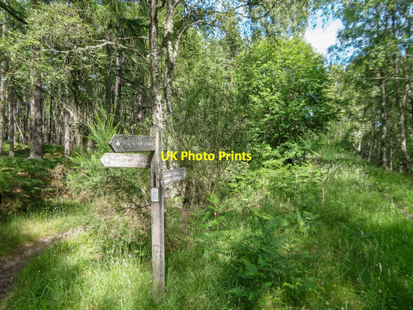 Photo 6"x4" Path junction in Spital Wood Drynie Park c2018