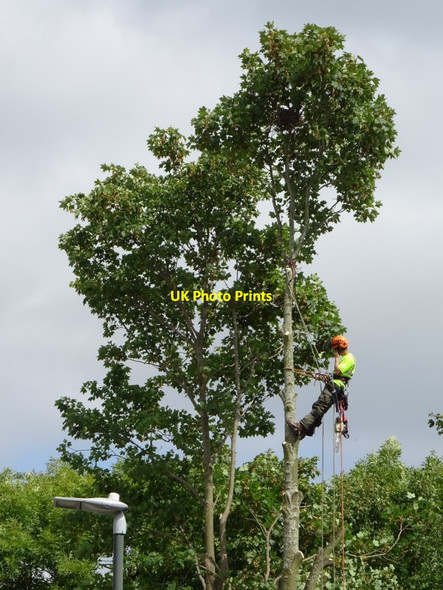 Photo 6"x4" Tree surgeon at work Tewkesbury c2018