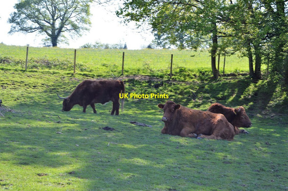 Photo 6"x4" Cattle at rest Broomhill Bank c2018