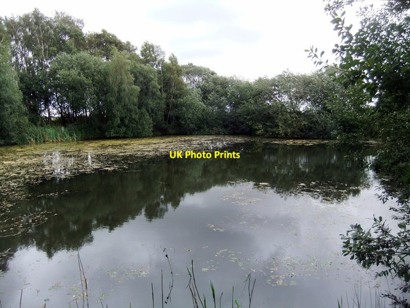 Photo 6"x4" Tranquil pond hidden in the trees Barmby on the Marsh c2018