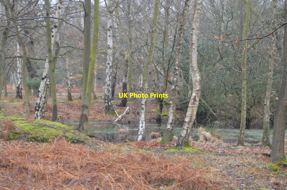 Photo 6"x4" Small pond, Epping Forest Debden Green\/TQ4398 c2018