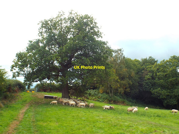 Photo 6"x4" Sheep grazing near Chiddingstone Hoath Chiddingstone Hoath c2018