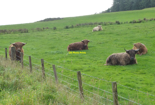 Photo 6"x4" Cattle ruminating in pasture Colintraive c2018