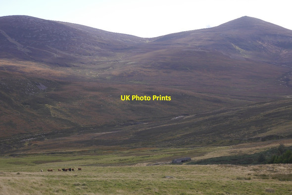 Photo 6"x4" Cattle above Etnach Etnach c2018