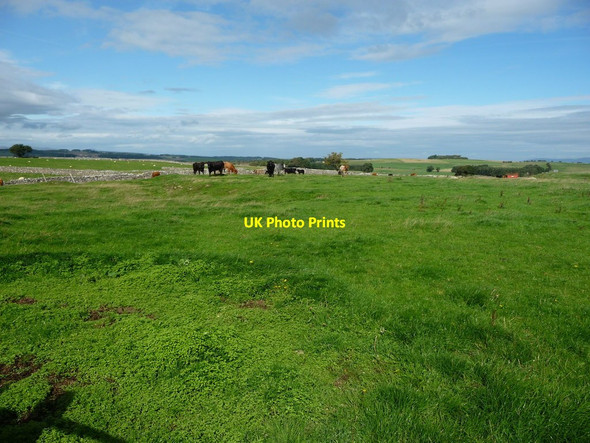 Photo 6"x4" Cattle grazing near Castlehowe Scar farm Hardendale c2018