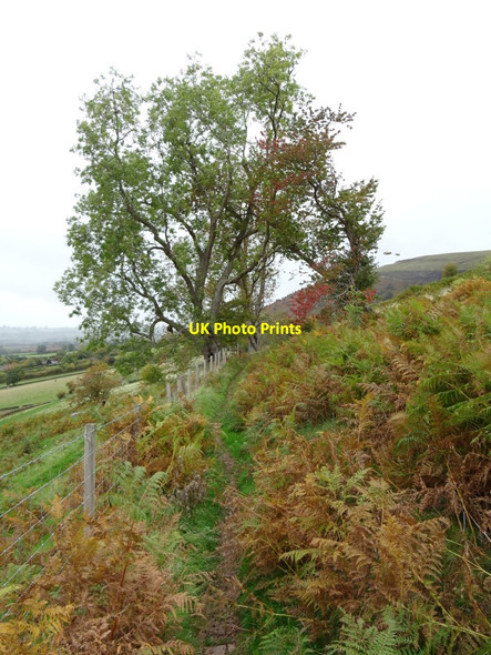 Photo 6"x4" Ash tree beside a bridleway Cathedine c2018