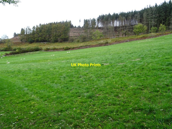 Photo 6"x4" Forestry work taking place Cathedine c2018
