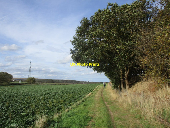 Photo 6"x4" Bridleway at Ollerton Hills Ollerton\/SK6567 c2018