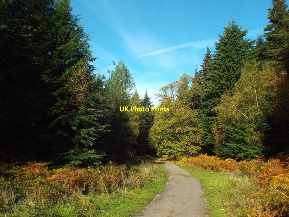 Photo 6"x4" Autumn colour near Sevenoaks Bayley's Hill c2018