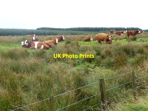 Photo 6"x4" Cattle at Corsehill Boreland\/NY1791 c2018