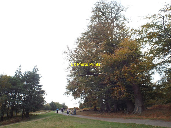 Photo 6"x4" Knole Park, near Sevenoaks Hubbard's Hill c2018