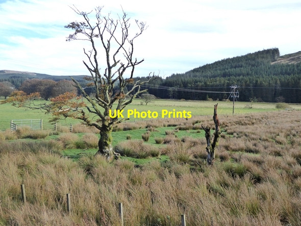 Photo 6"x4" Trees alive and dead at Mass Rig Davington\/NT2302 c2018