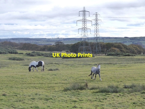 Photo 6"x4" Horses in field with pylons Annfield Plain c2018