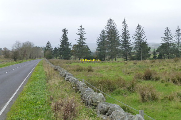 Photo 6"x4" Shelter belt at Staward Manor Langley\/NY8261 c2018