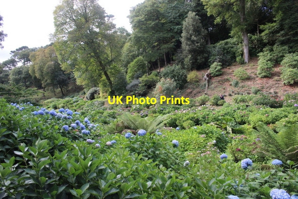 Photo 6"x4" Trebah Manor Gardens Durgan c2018