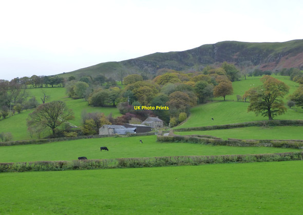 Photo 6"x4" Cattle grazing in Dentdale Helmside\/SD6888 c2018